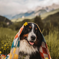 CHECKERED SANTA CRUZ