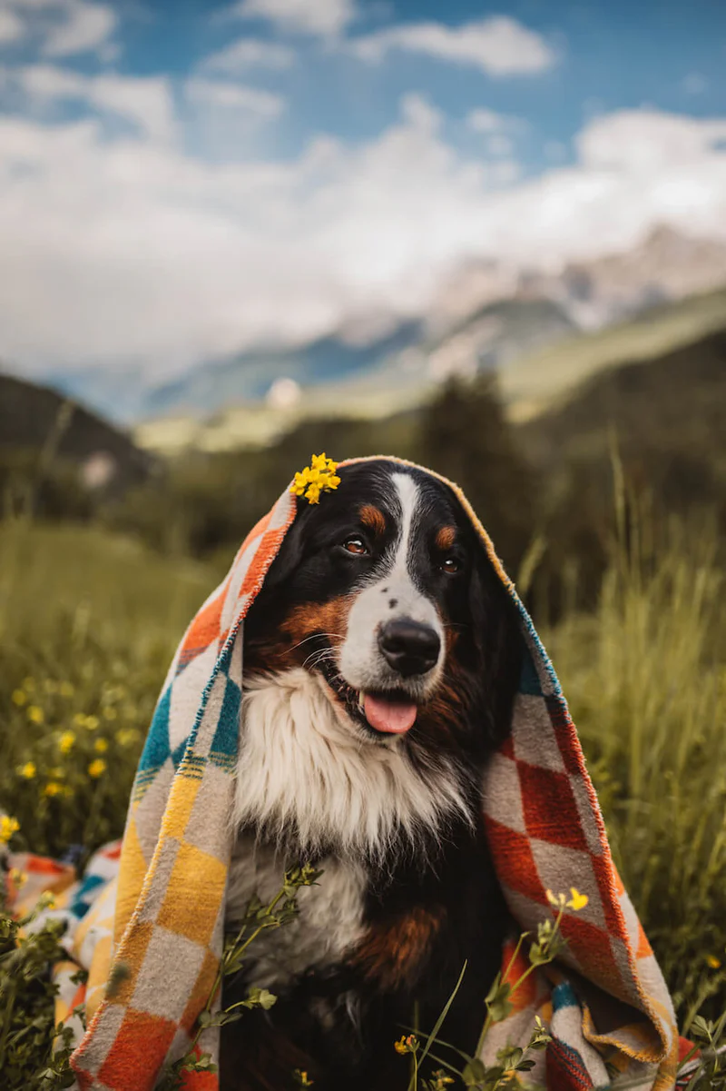 CHECKERED SANTA CRUZ